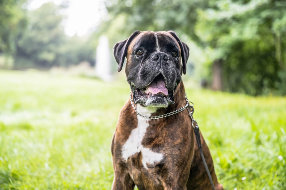 Боксер тигрового окраса