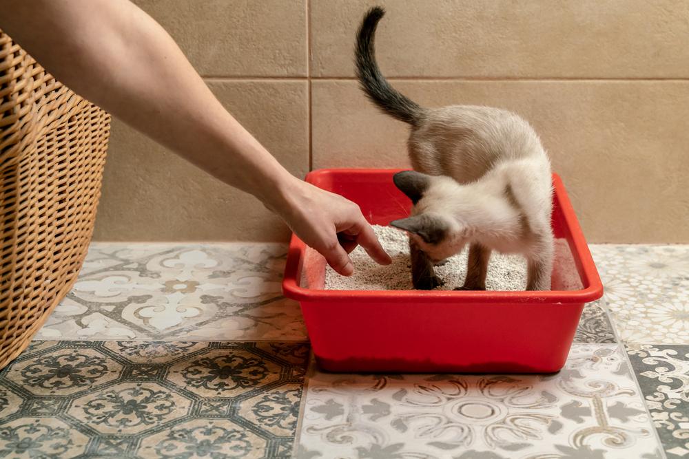 Как приучить котенка к лотку: 4 простых этапа
