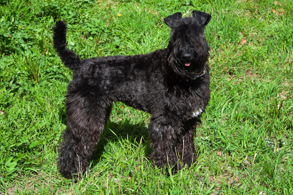 Керри-блю-терьер в щенячьем возрасте