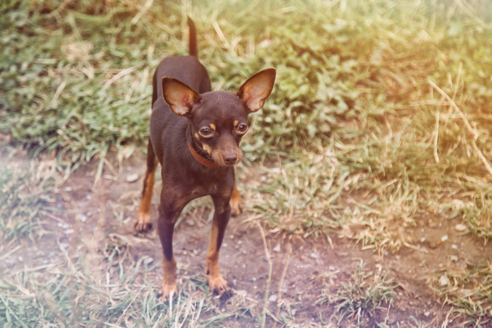 Той-терьер стоит на траве