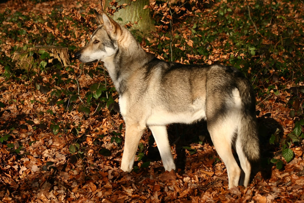 Волчья собака гуляет осенью