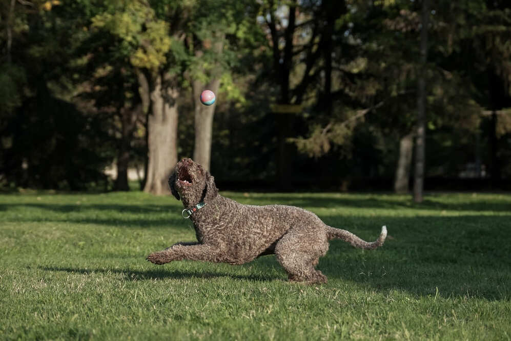 Изображениe — Милая собака лаготто романьоло Милая собака лаготто романьоло