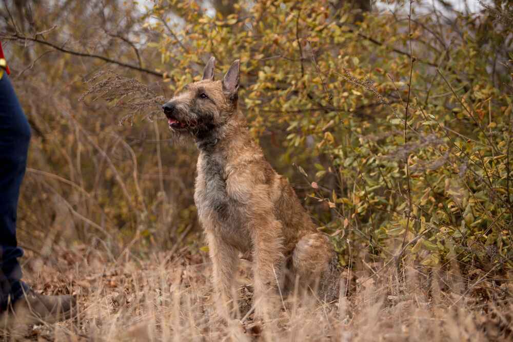 Бельгийская овчарка на прогулке