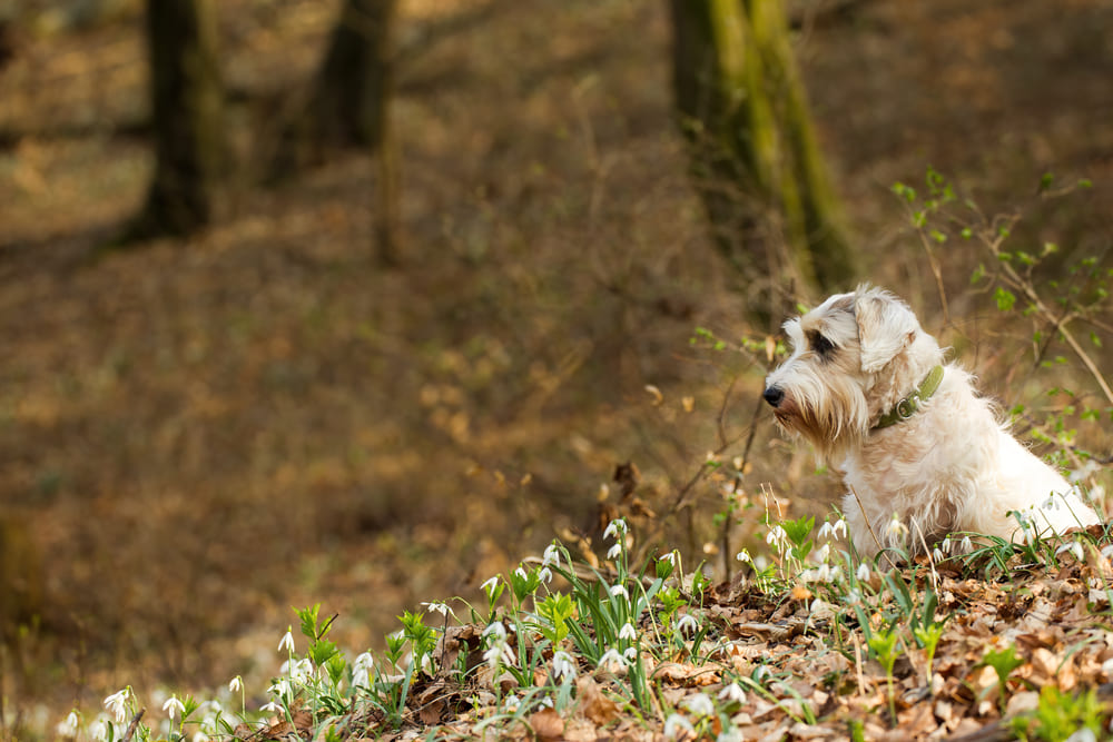 Силихем-терьер сидит и отдыхает