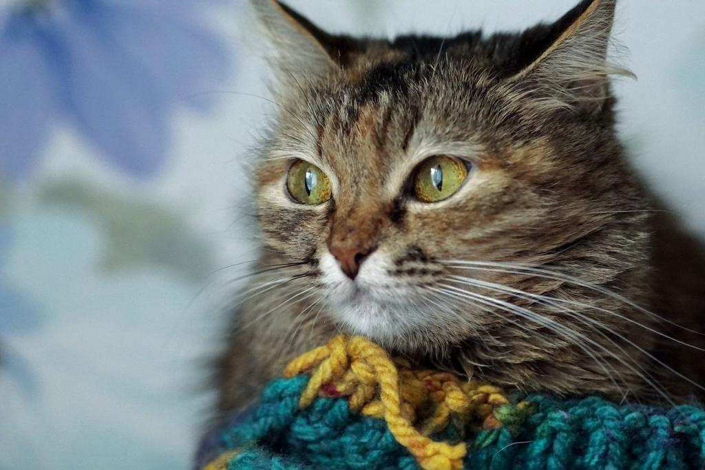 Как проявляется стресс у кошек – и чем его лечить?