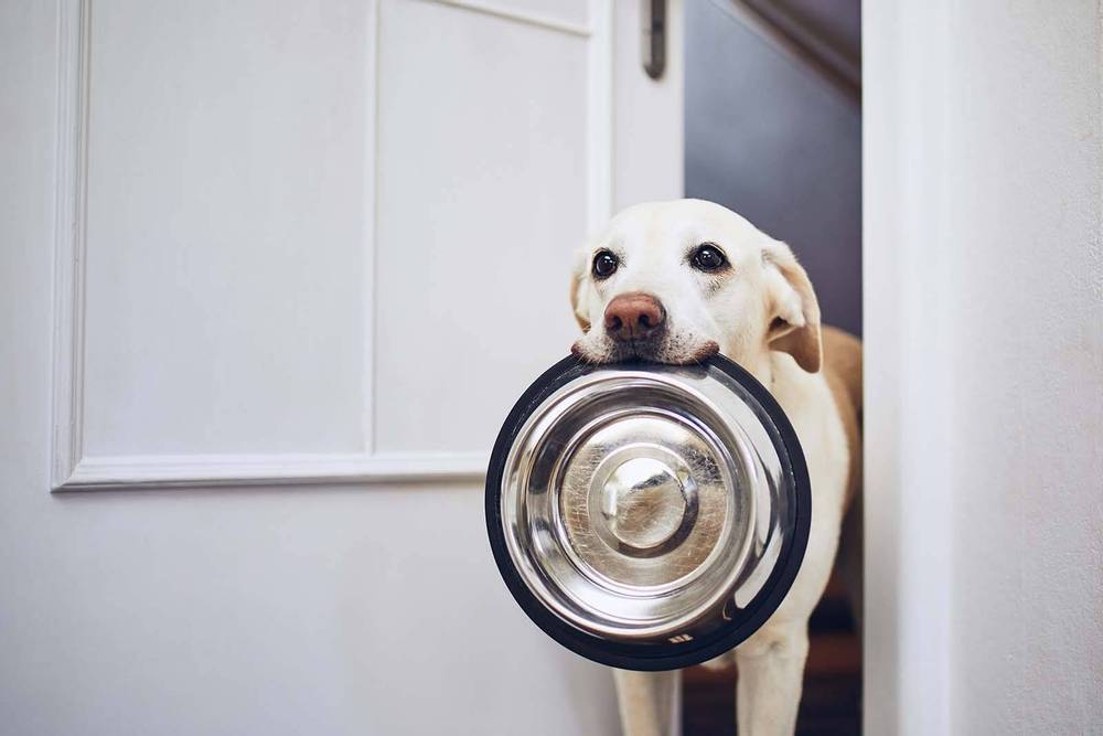 Почему собака постоянно голодная – и все время просит есть?