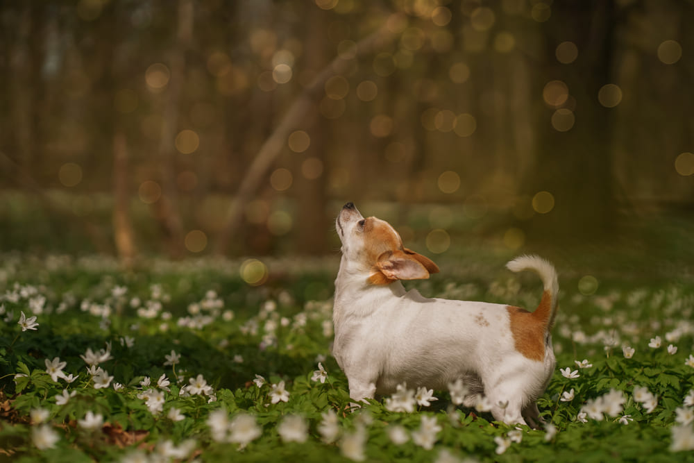 Чихуахуа на поляне