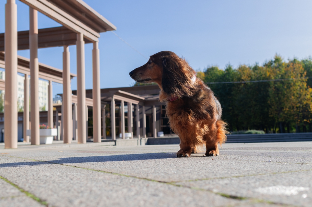 Рыжая такса гуляет