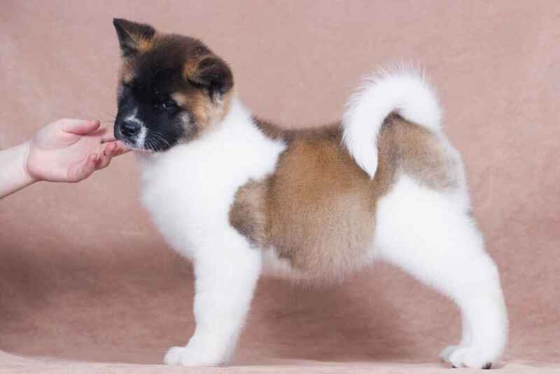 Щенок американской акиты боком