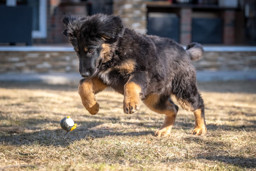 Щенок ховаварта играет