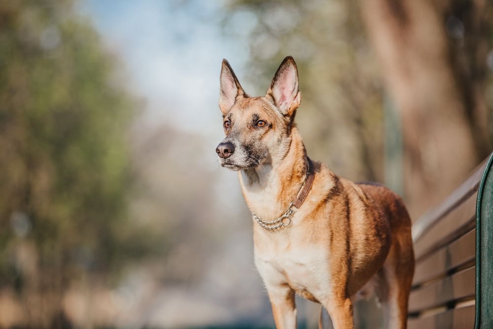 Бельгийская овчарка на улице