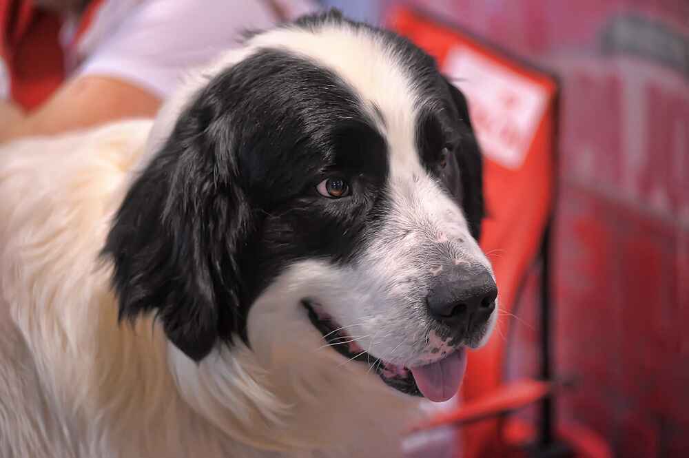 Красивый пиренейский мастиф