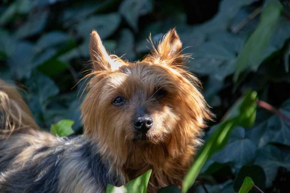 Силки терьер