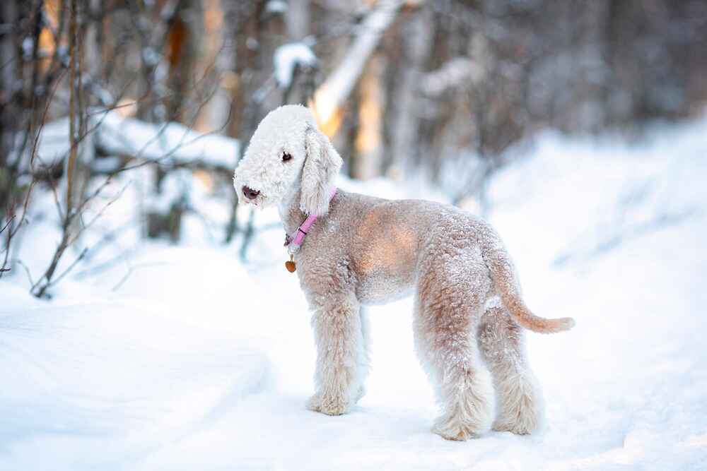 Бедлингтон-терьер зимой
