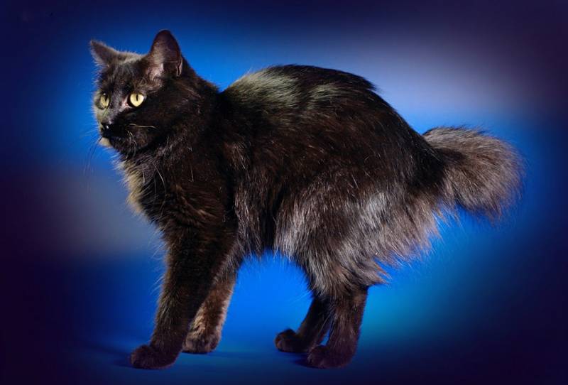 Бесхвостые породы кошек: ТОП-12 с фото и описанием