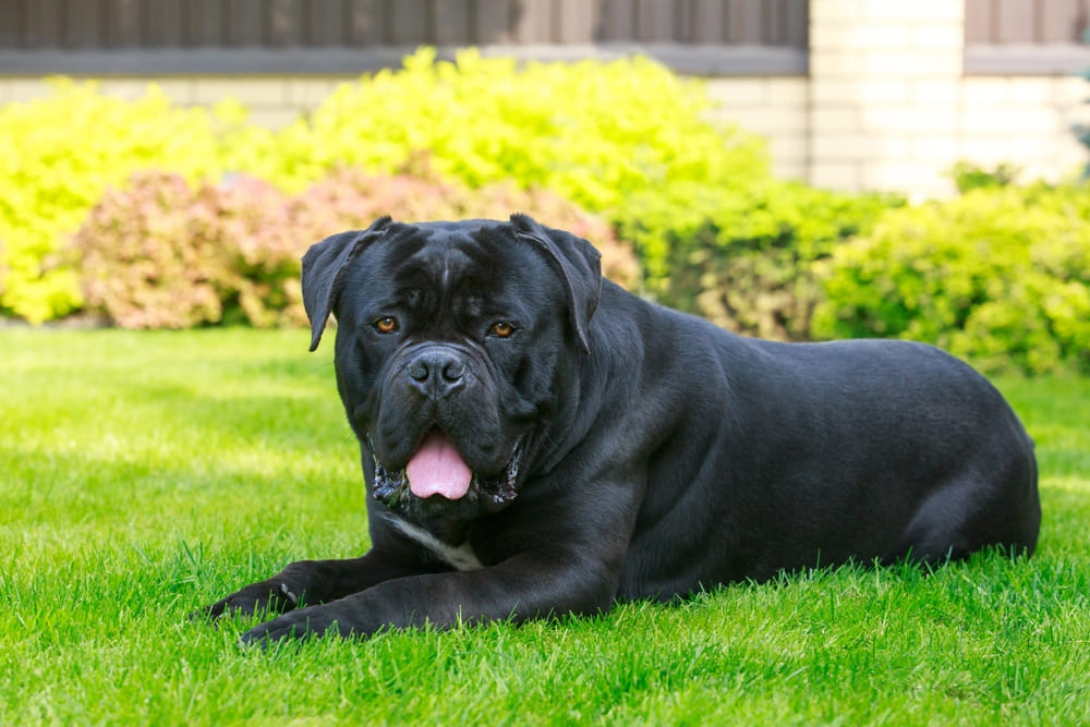 Это собака породы кане-корсо