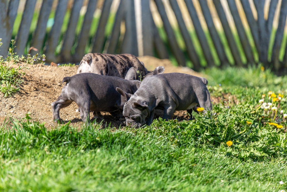 Несколько голубых щенков бульдогов