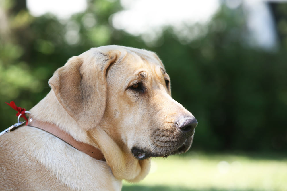 Брохольмер светлого окраса