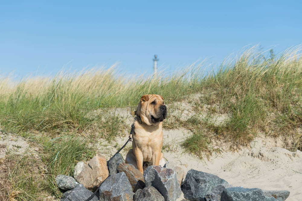 Изображениe — Шарпей гуляет на пляже Шарпей гуляет на пляже