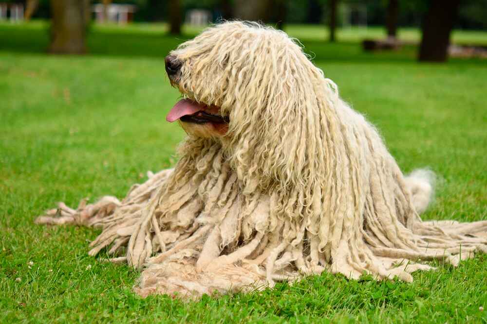 Комондор лежит