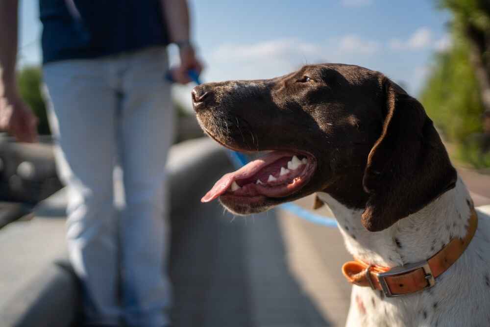 Морда пойнтера