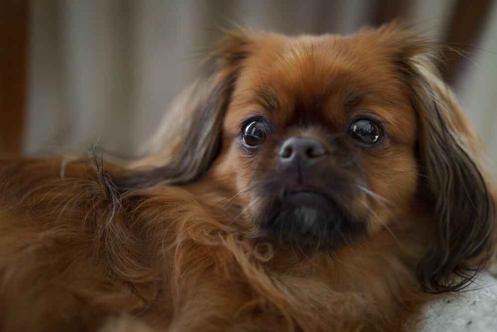 Портрет тибетского спаниеля