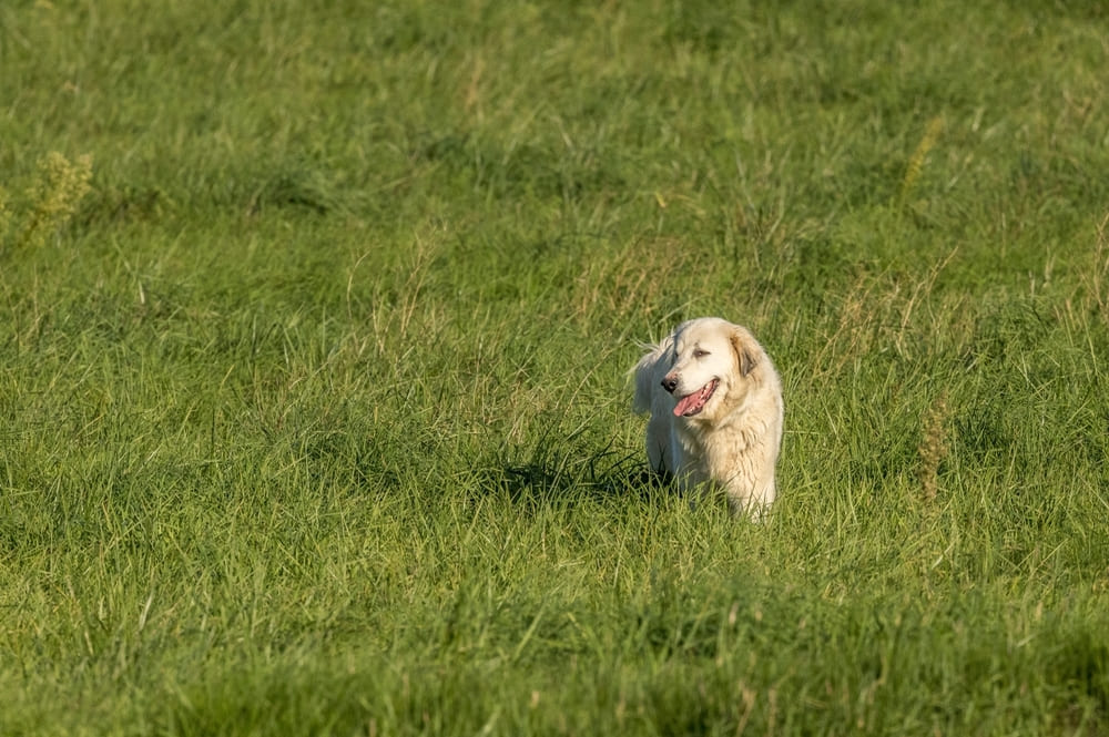 Это пиренейская собака