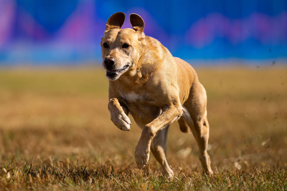 Датский мастиф брохольмер