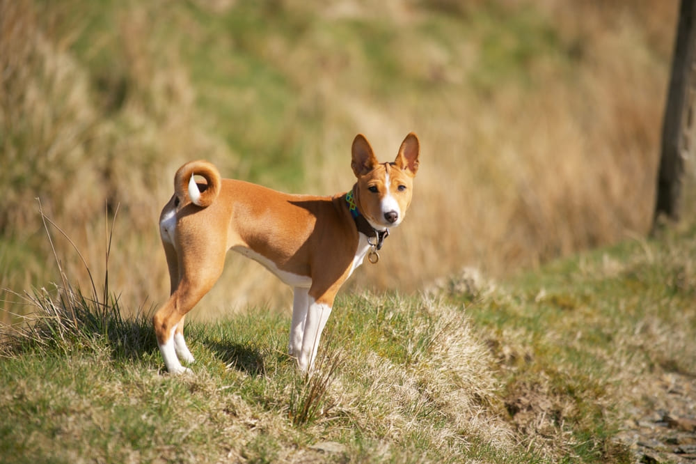 Собака басенджи гуляет