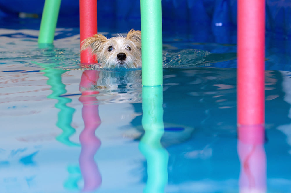 Кромфорлендер на соревновании по аджилити