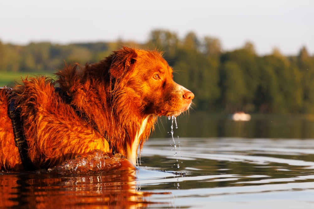 Шотландский ретривер