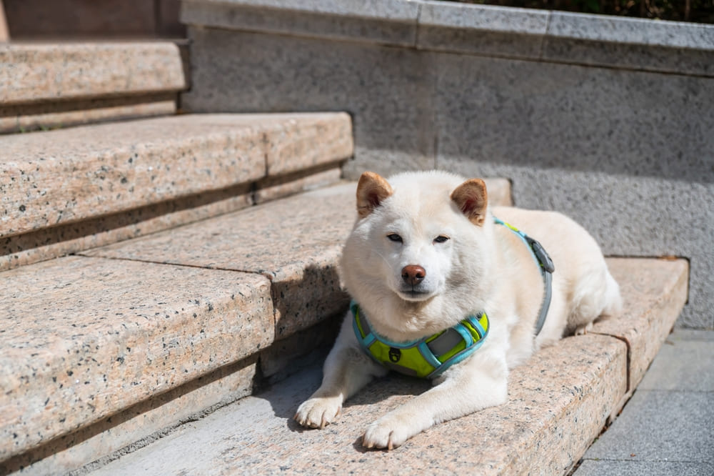 Собака породы хоккайдо отдыхает
