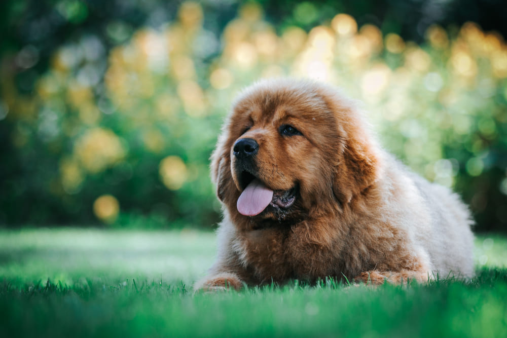 Тибетский мастиф в возрасте 4 месяцев