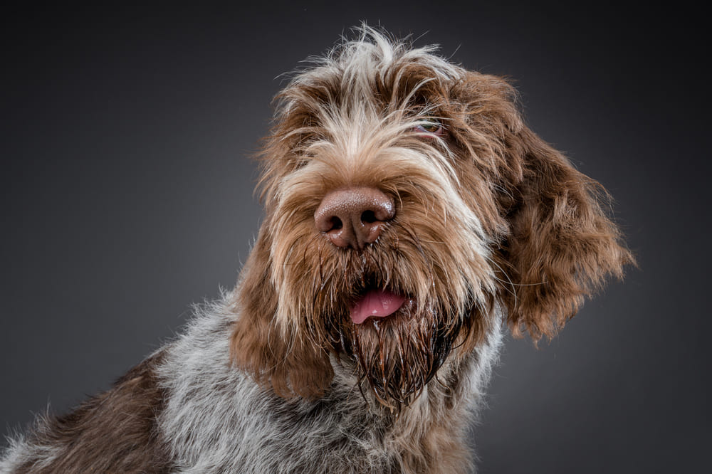 Милая собака итальянский спиноне