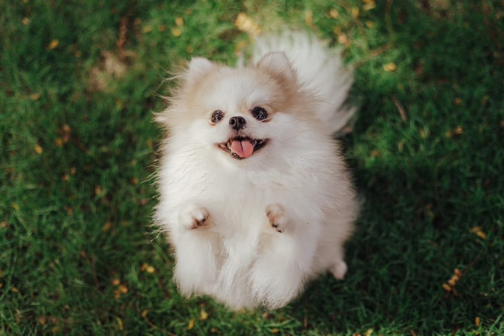 Милый померанский шпиц