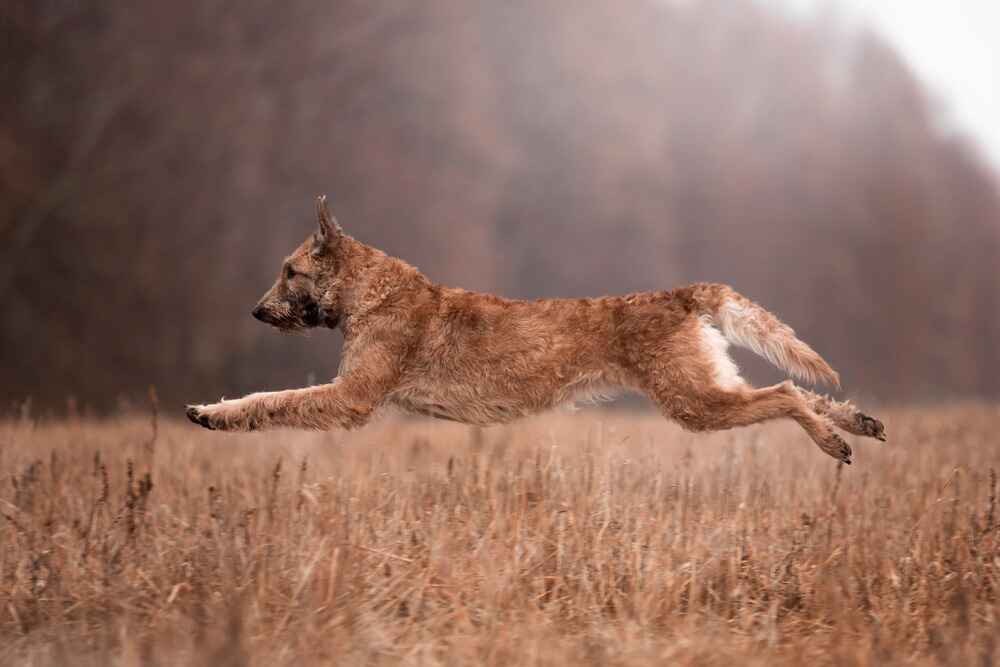 Бельгийская овчарка быстро бежит
