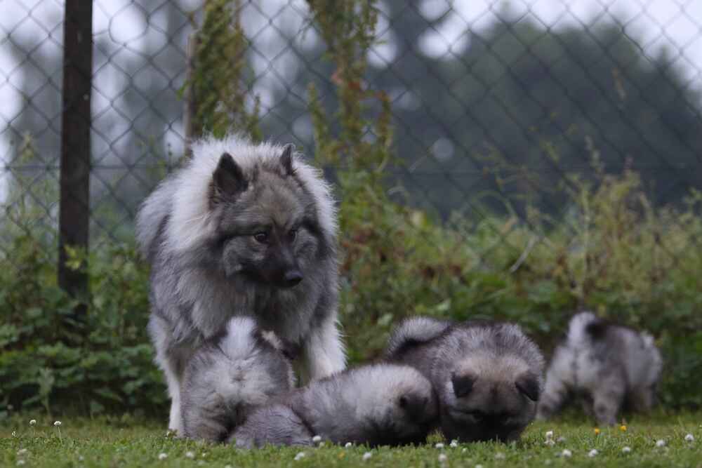 Фото вольфшпица 