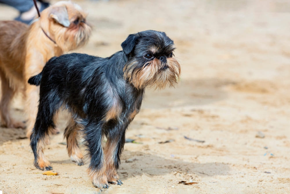 Бельгийский гриффон черно-подпалого окраса