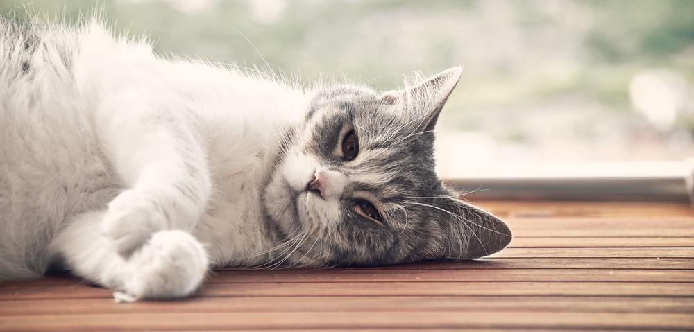 Болезни почек у кошек: симптомы, лечение и прогнозы