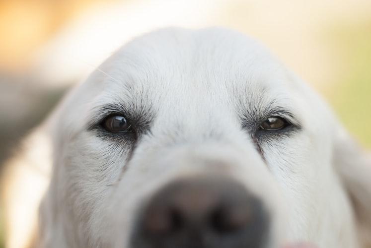 Болезни глаз у собак: список распространенных заболеваний с фотографиями
