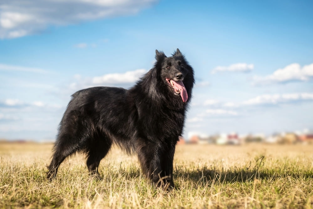 Бельгийская овчарка грюнендаль играет