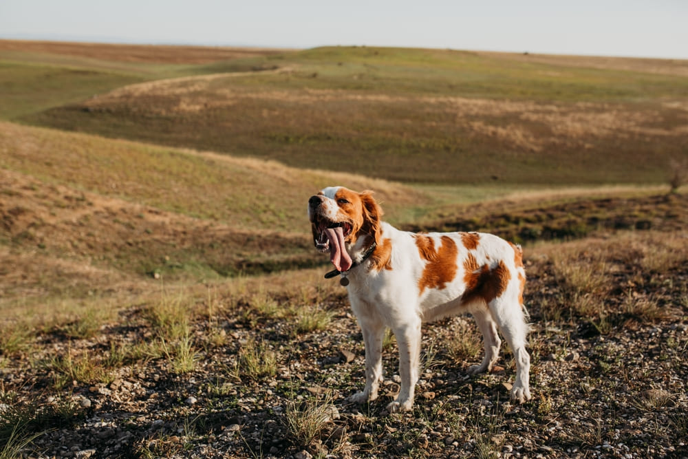 Бретонский эпаньоль на природе