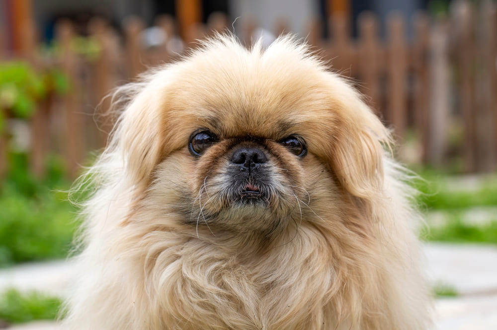 Собака пекинес светлого окраса