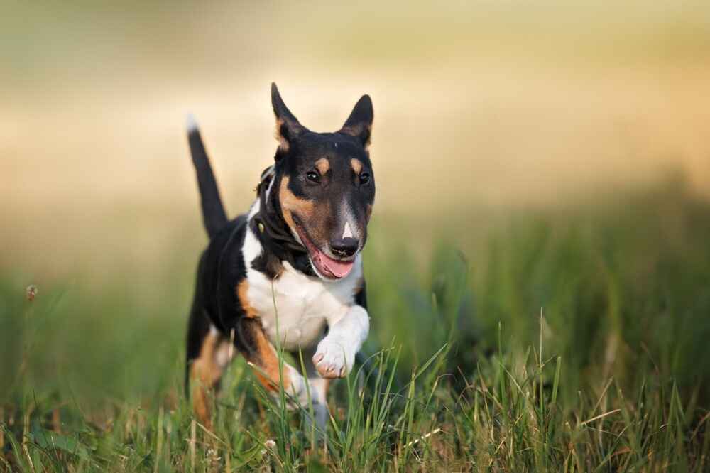 Мини-бультерьер бежит по траве