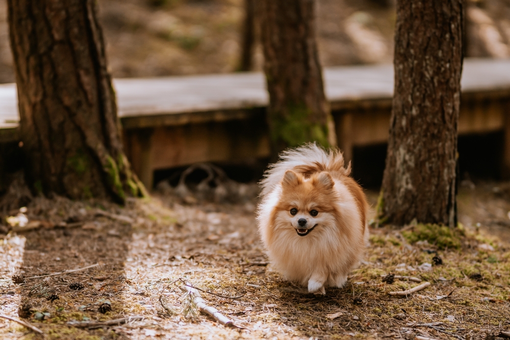 Рыжий шпиц на улице