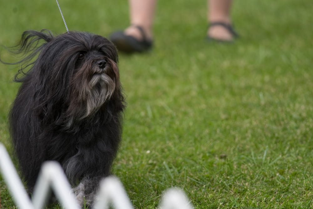 Левхен на выставке