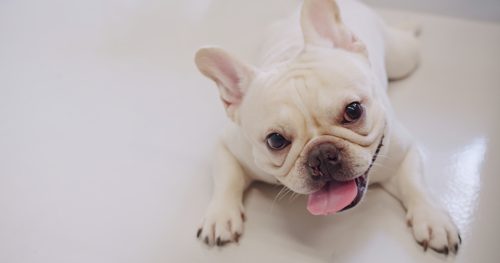 Белый французский бульдог лежит на полу