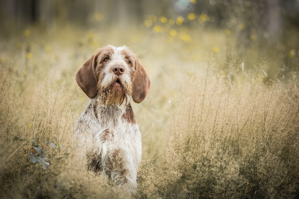 Собака спиноне итальяно