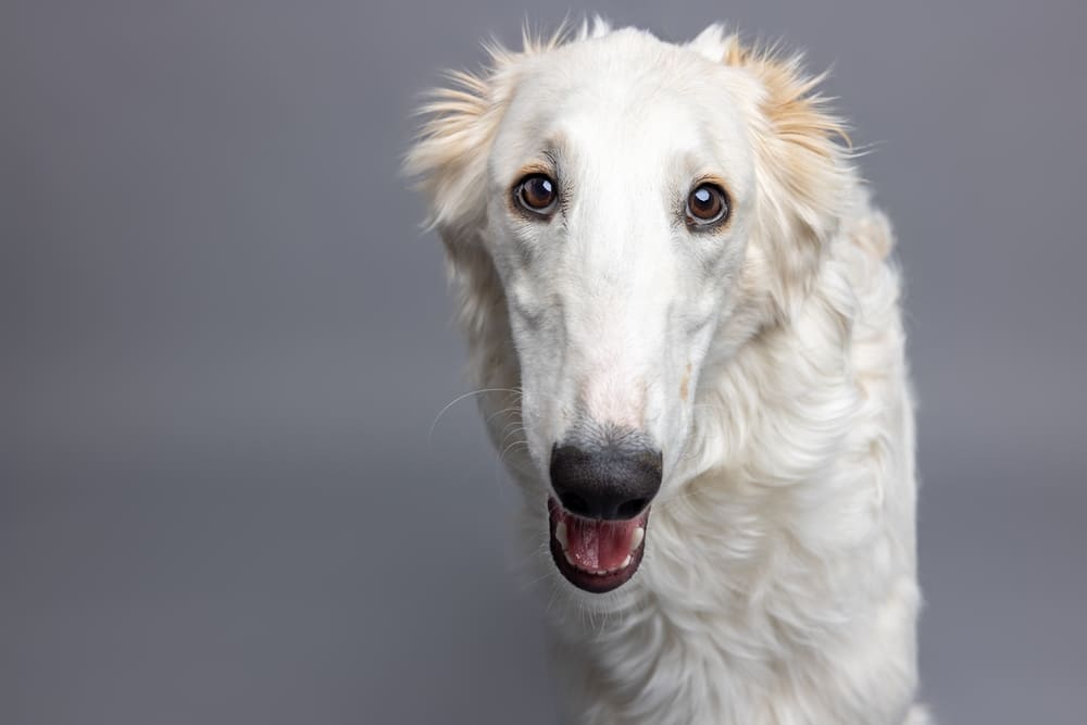 Русская псовая борзая смотрит в камеру