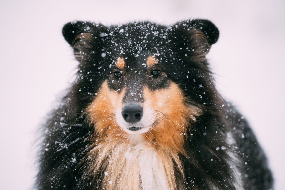 Колли на зимней прогулке